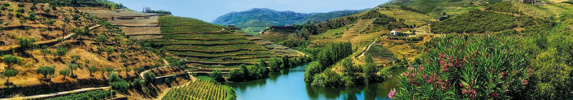 Wines from the Porto region