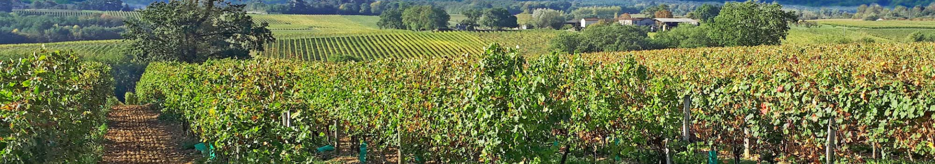 Wines from the Sud-Ouest region
