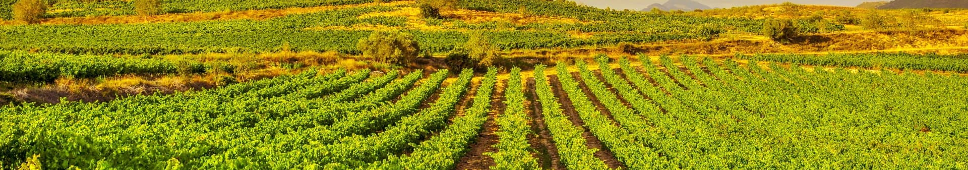 Spanish wines