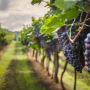 1st Classified Growth of the Médoc