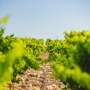 2nd Classified Growth of Médoc - SoDivin