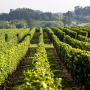 Fifth Growth Classified of Médoc - SoDivin