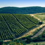 Appellation Faugères - SoDivin