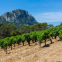 Appellation Pic Saint-Loup - SoDivin