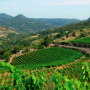 Appellation Terrasses du Larzac - SoDivin
