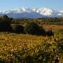 AOP Côtes du Roussillon - Discover our SoDivin range
