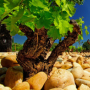 Discover the Châteauneuf-du-Pape wines available at SoDivin