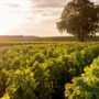 Saint-Julien Appellation