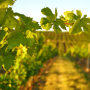 Vine of the Sauternes appellation