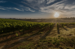Biodynamic wines