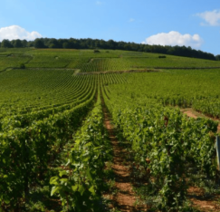 Explore the Richebourg appellation