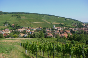 Alsace classification