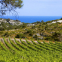 Côteaux du Languedoc - Sodivin