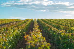 The Classified Growths of the Médoc