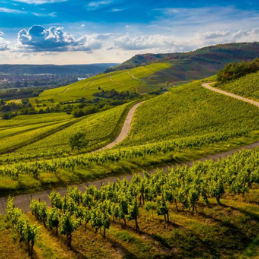 Burgundy Region