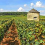 Grands Crus de Bourgogne