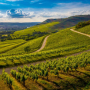 Grand Crus from Burgundy - SoDivin