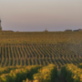 Pauillac appellation