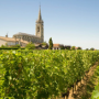 Vines of the Pomerol appellation