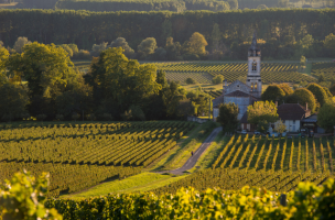 The wines of Sauternes