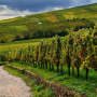 Grand Cru of Alsace
