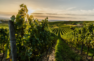 The Rhône region