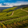 Burgundy Region