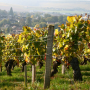 Premier Crus from Burgundy - SoDivin