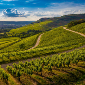 Saint Julien Appellation