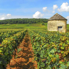 Burgundy Crus