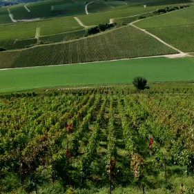 Learn more about the Burgundy region
