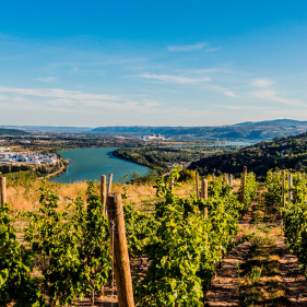 The greatest wines of the Rhône