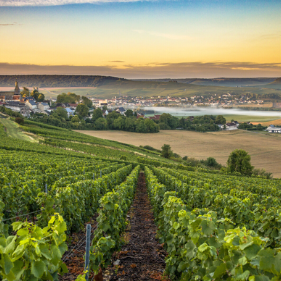 Learn more about the Champagne region