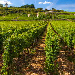 Burgundy Crus