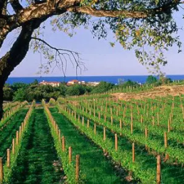 Languedoc Region 