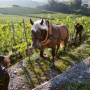 Biodynamics