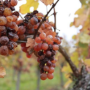 Gewurztraminer Appellation