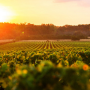 Bordeaux Grand Cru Classés - SoDivin